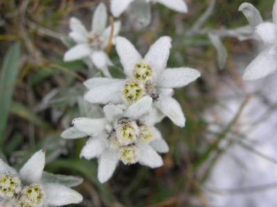 ... und Edelwei gab's haufenweise